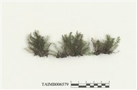 藏品(雉尾苔屬)的圖片